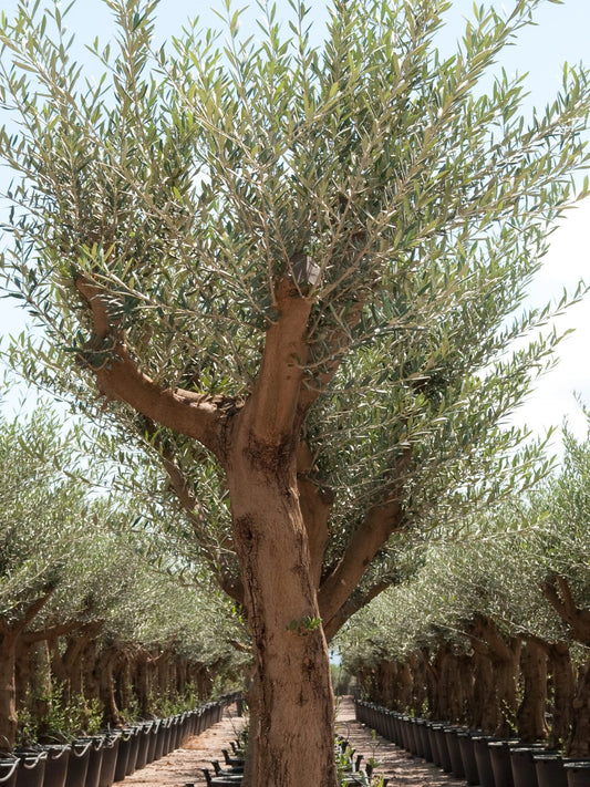 Olive Tree